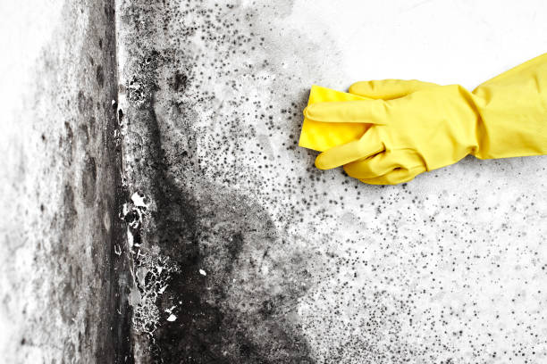 Best Home Mold Removal  in Greenville, DE