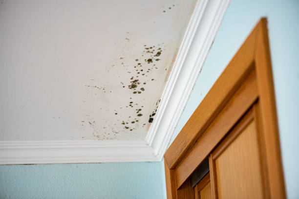 Best Toxic Mold Removal  in Greenville, DE