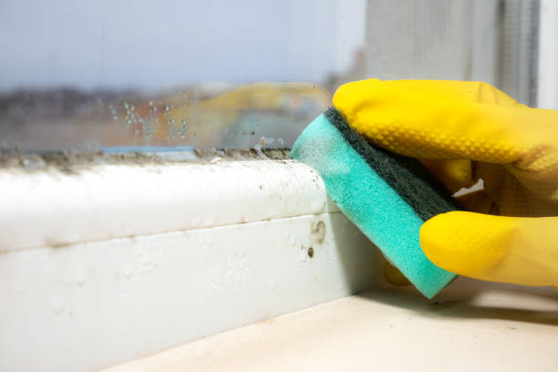 Best Professional Mold Removal  in Greenville, DE