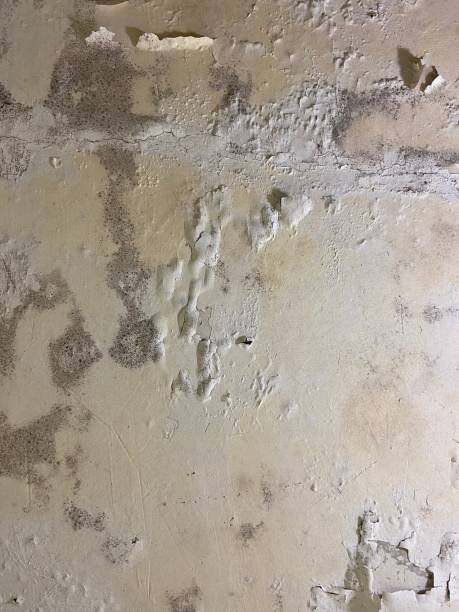 Certified Mold Removal in Greenville, DE