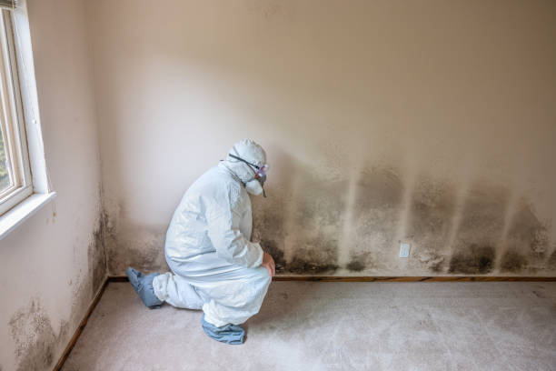 Attic Mold Removal in Greenville, DE