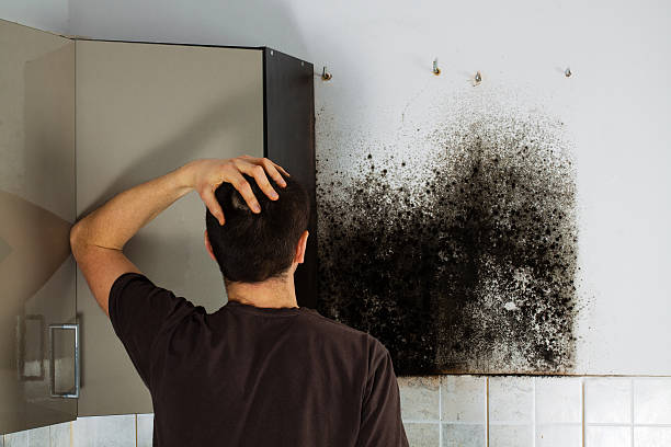 Certified Mold Removal in Greenville, DE