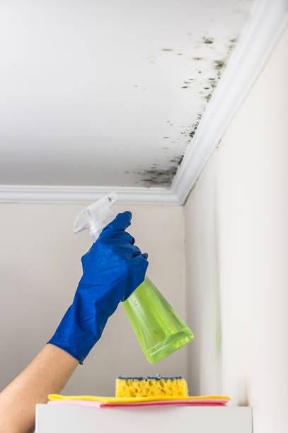 Best Commercial Mold Removal  in Greenville, DE