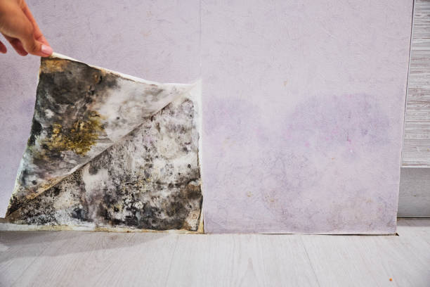 Mold Removal Process in Greenville, DE